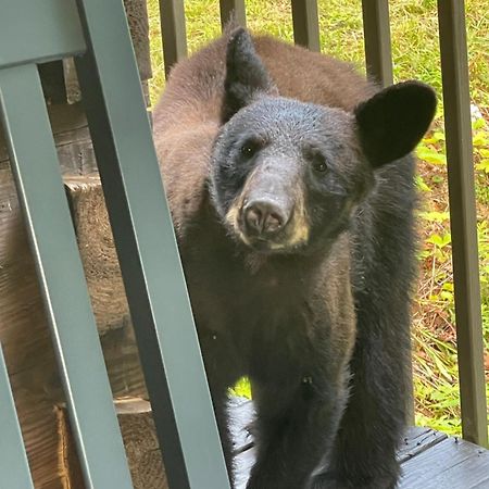 Bears Among Us Villa Gatlinburg Dış mekan fotoğraf
