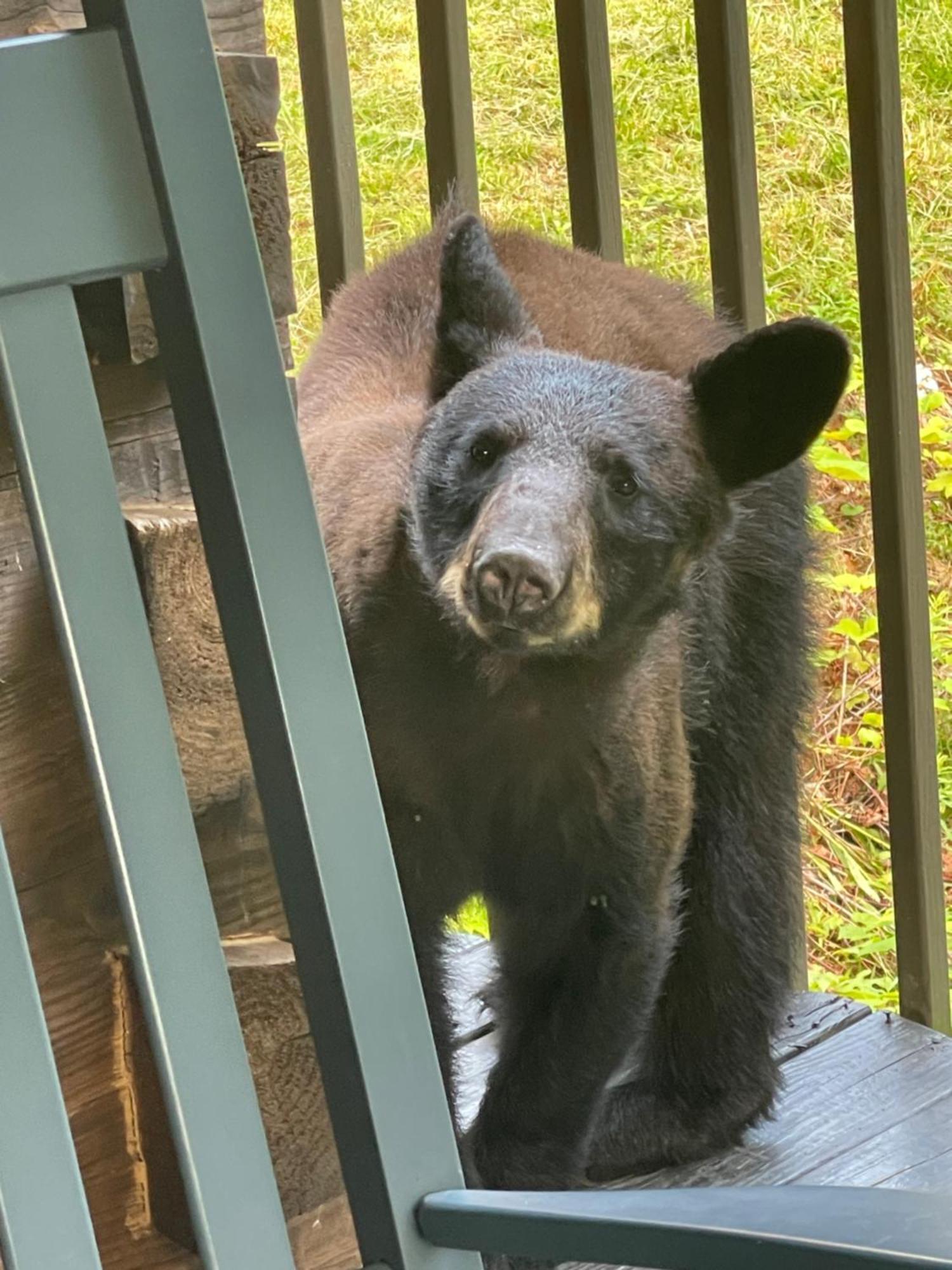 Bears Among Us Villa Gatlinburg Dış mekan fotoğraf