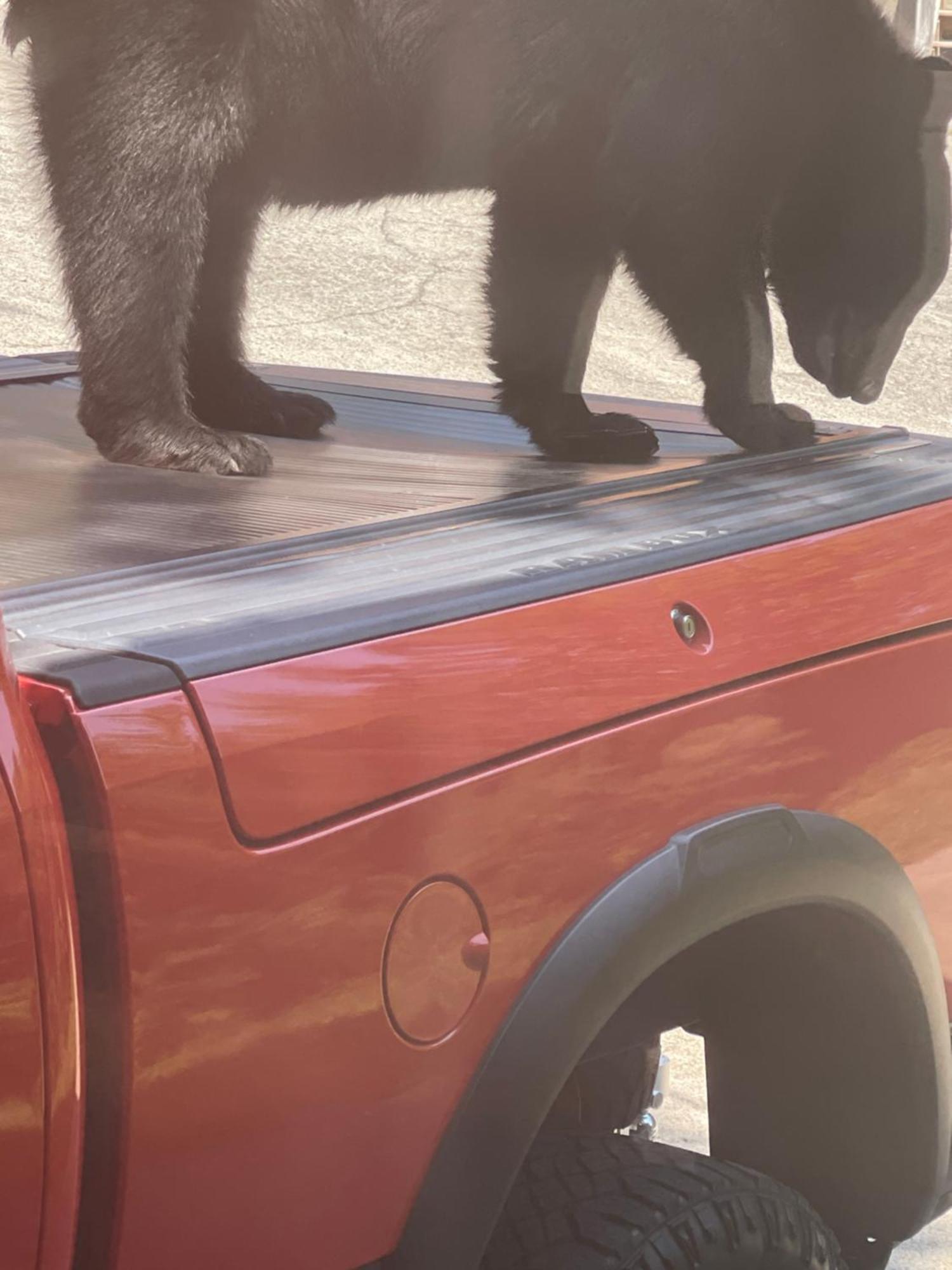 Bears Among Us Villa Gatlinburg Dış mekan fotoğraf