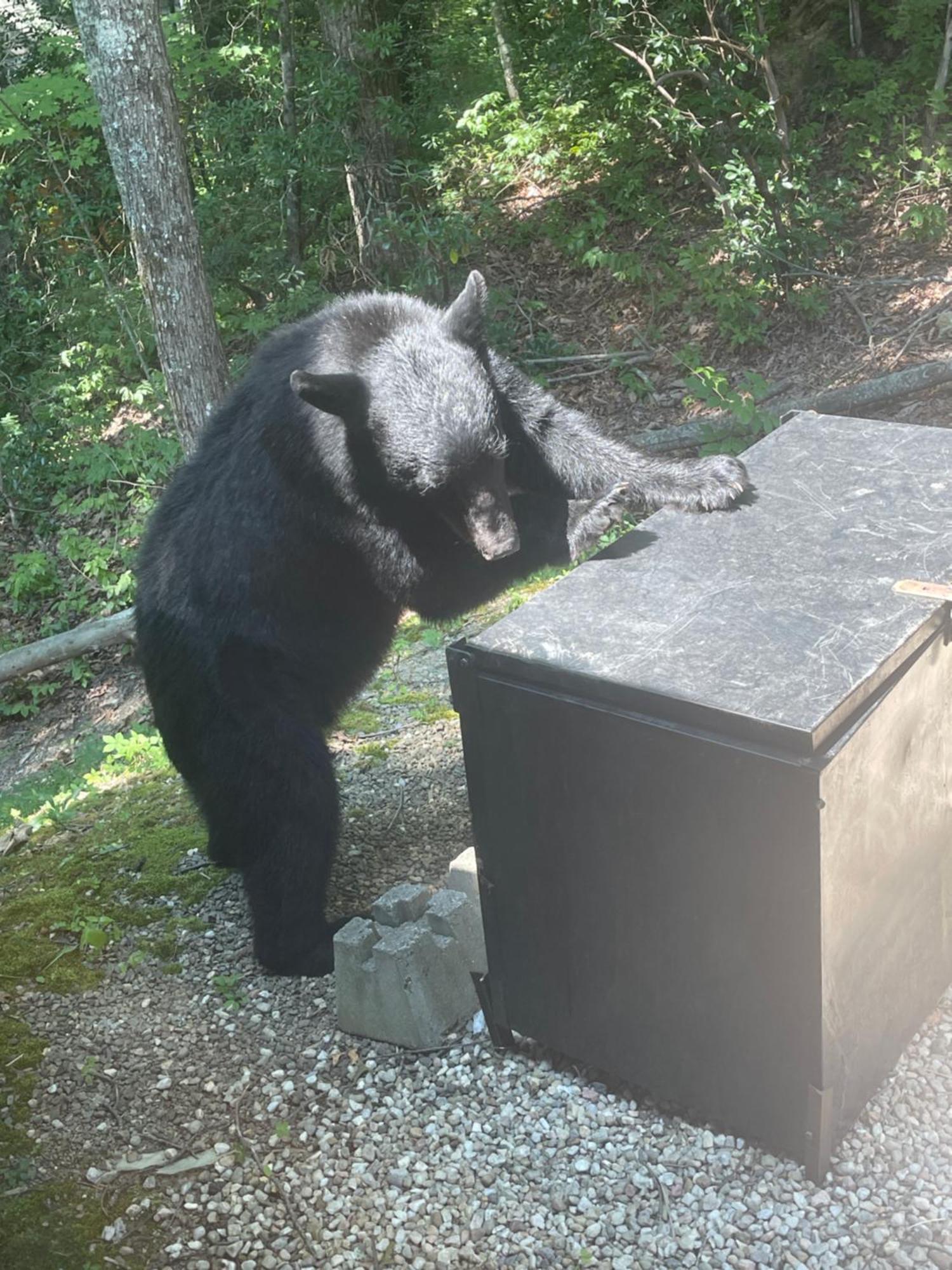 Bears Among Us Villa Gatlinburg Dış mekan fotoğraf