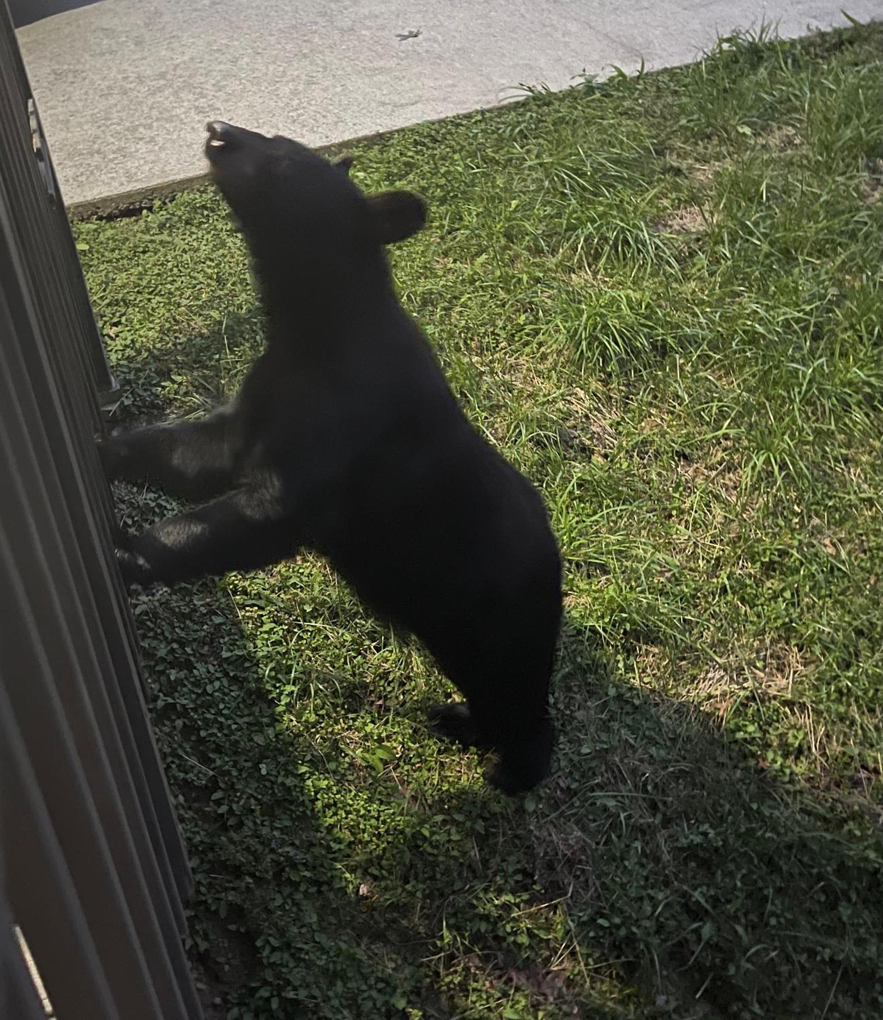 Bears Among Us Villa Gatlinburg Dış mekan fotoğraf